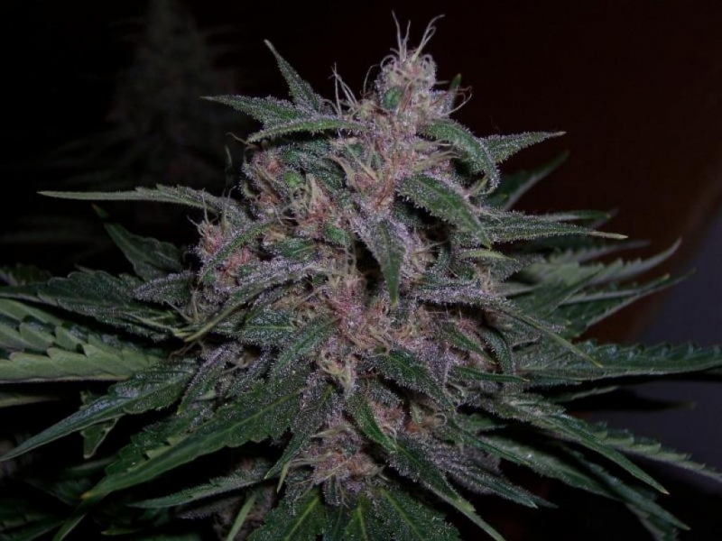 1979-original-blueberry