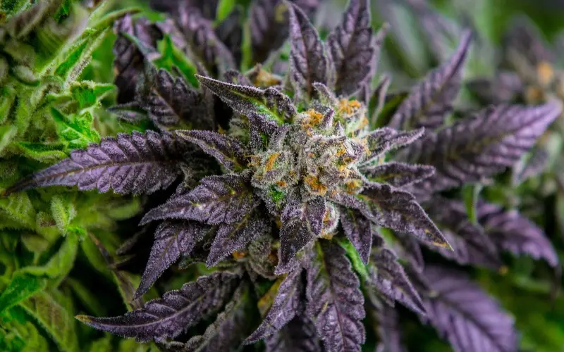 420dc-slurricane-strain-close-up-look
