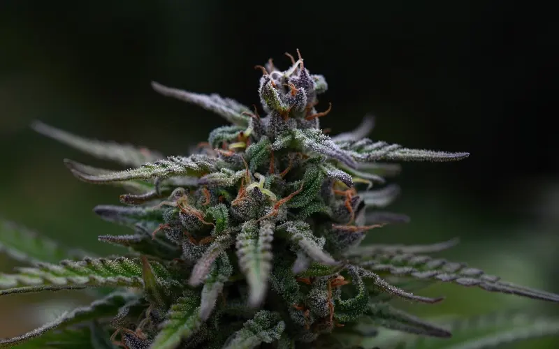 420dc-slurricane-strain-plant