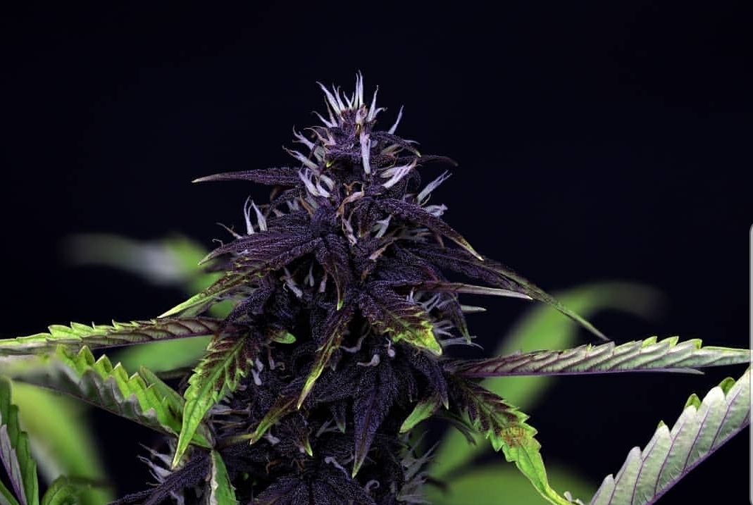 8801-2688-pink-kush-cbd-auto