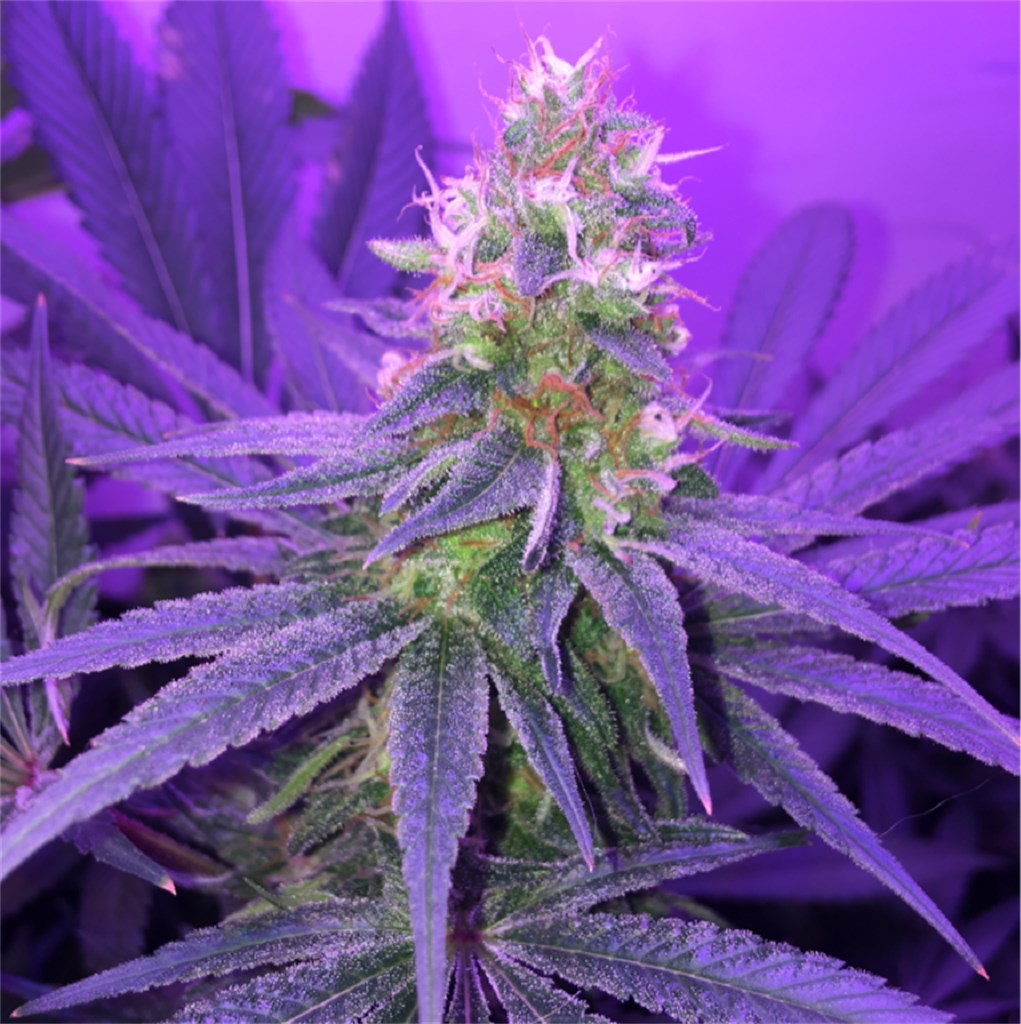 blueberry__primary_398d